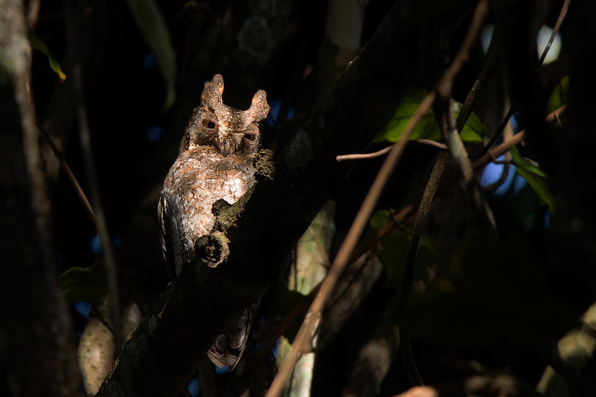 Oriental Scops-Owl (Oriental) - ML390530981