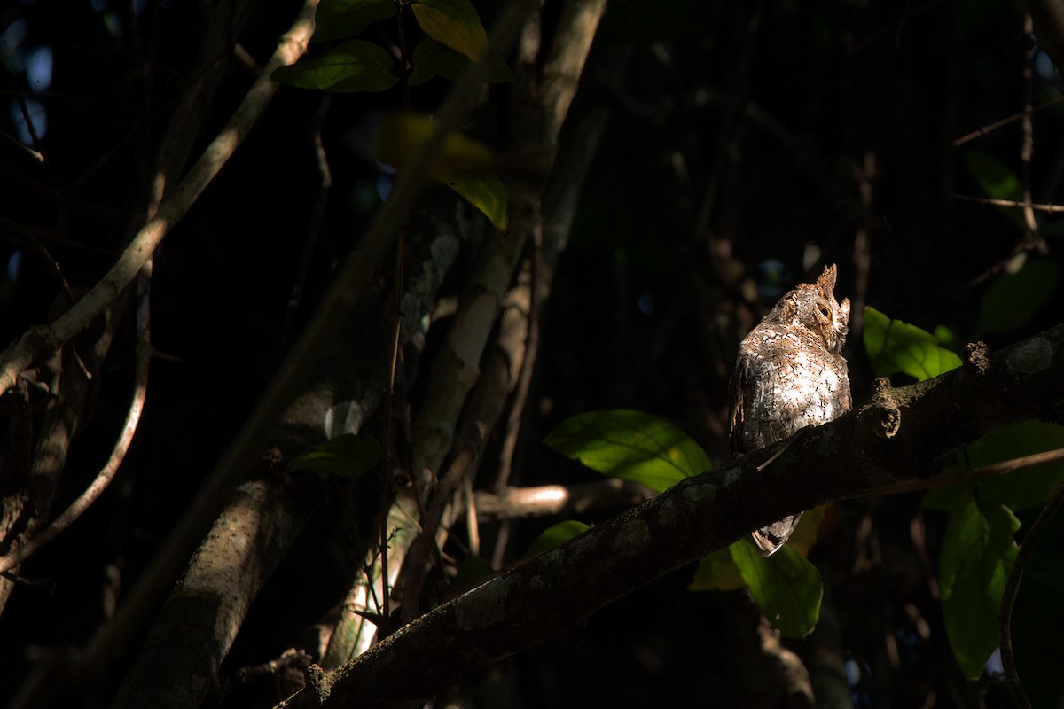 Oriental Scops-Owl (Oriental) - Ayuwat Jearwattanakanok