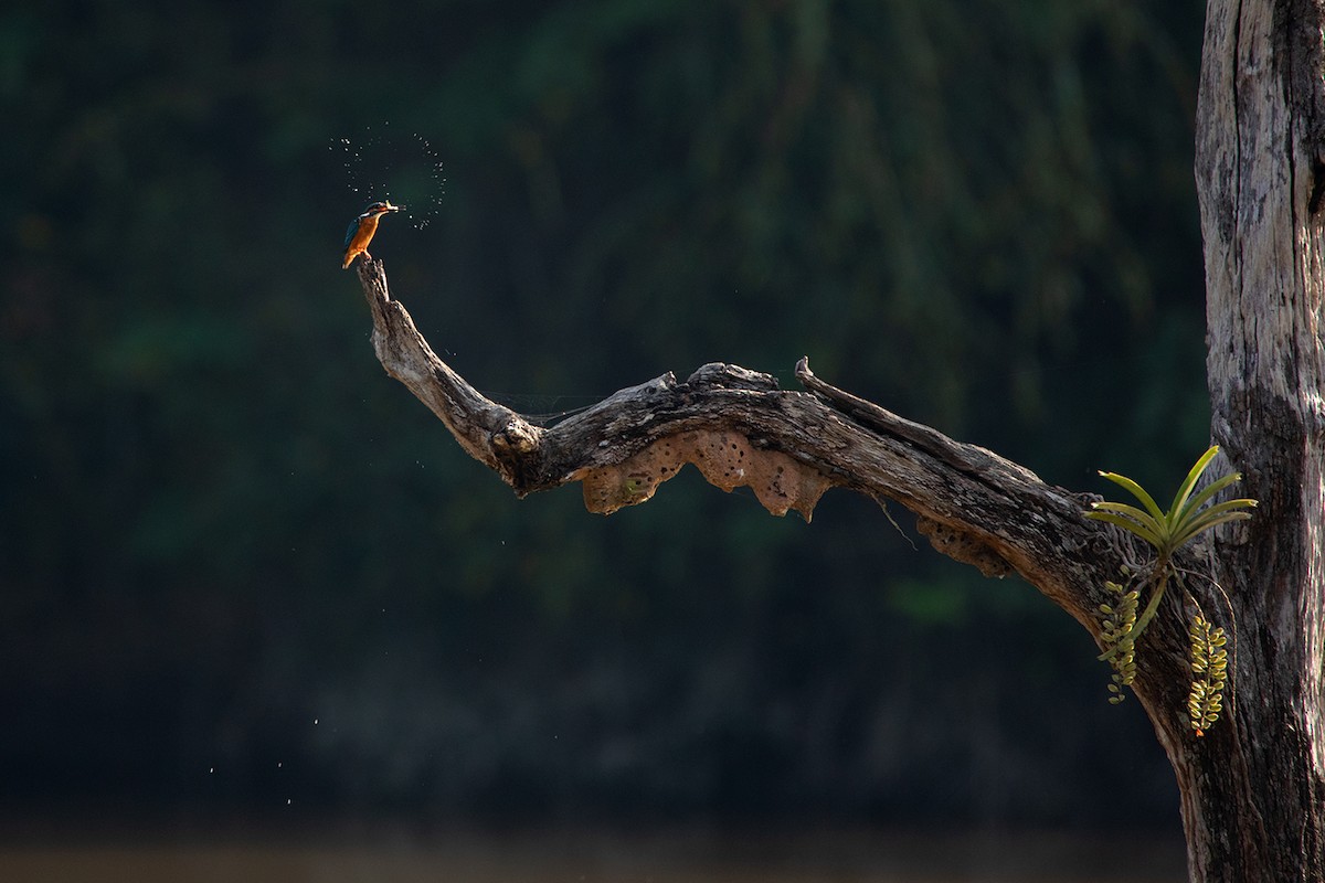 Common Kingfisher (Common) - ML390531041