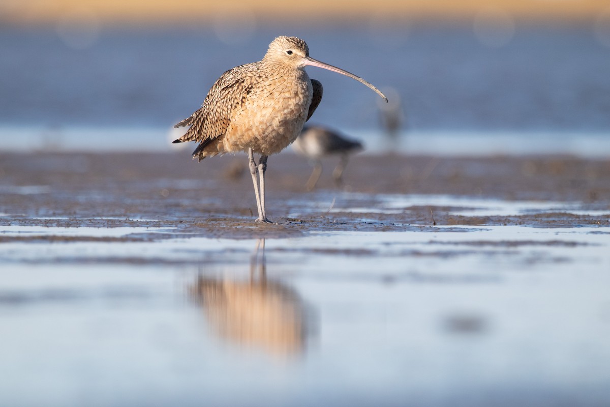 Long-billed Curlew - ML390531401