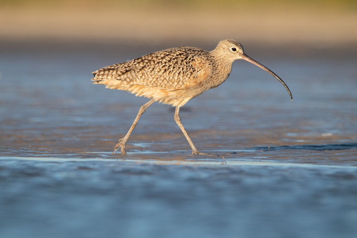 Long-billed Curlew - ML390531411