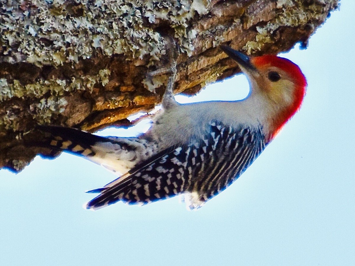 Red-bellied Woodpecker - ML390532831