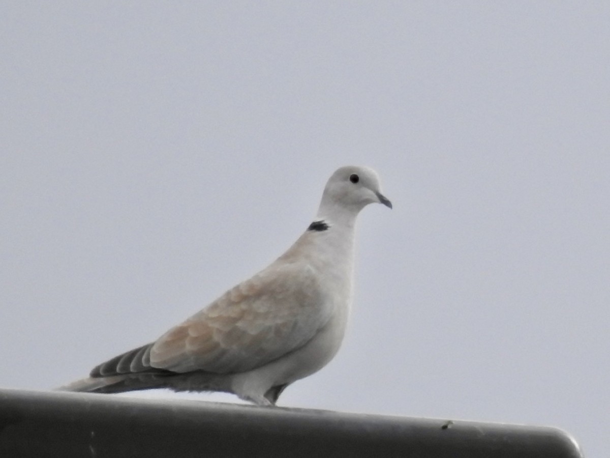 Eurasian Collared-Dove - Beatrix Kohlhaas
