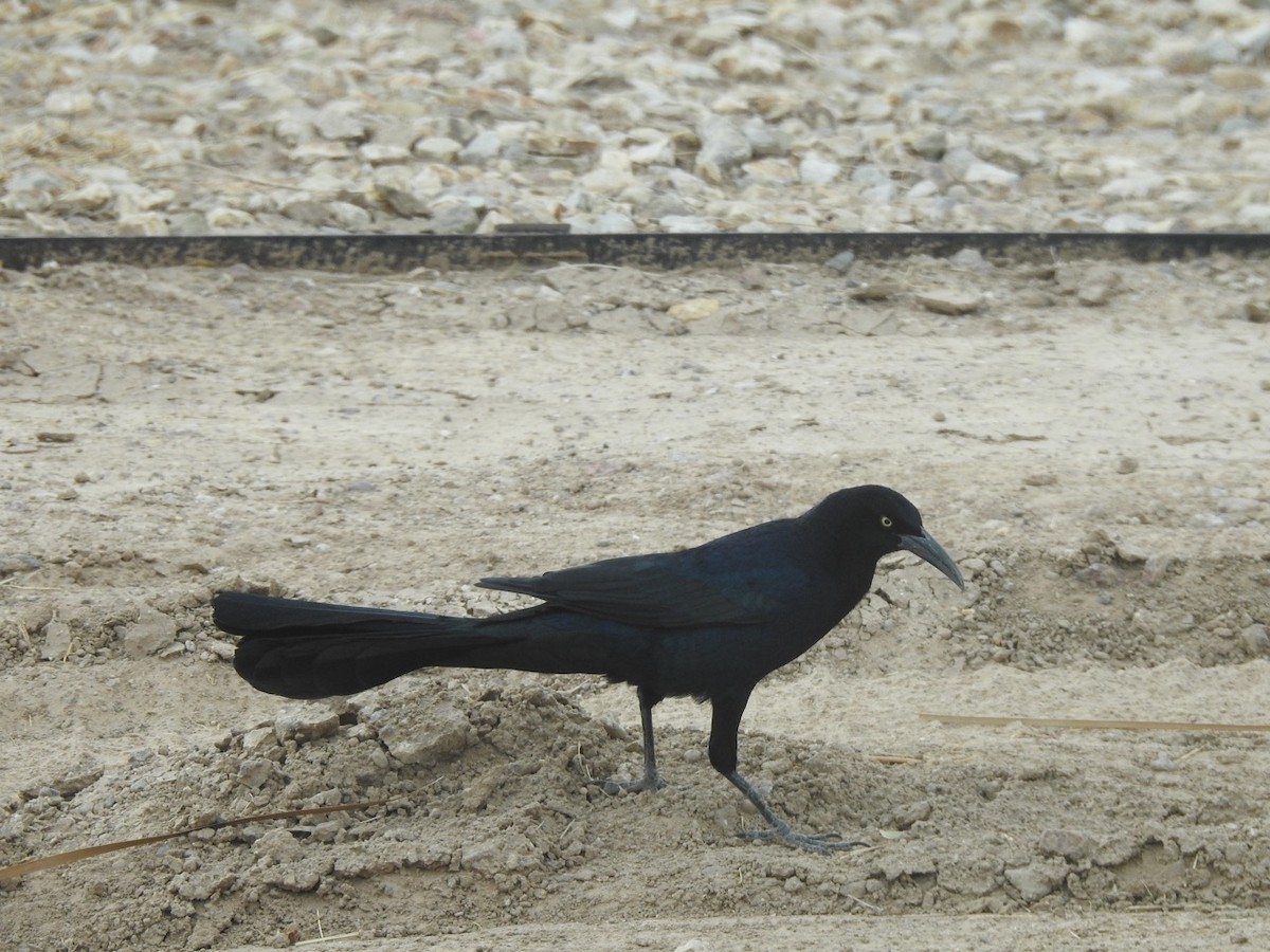 Great-tailed Grackle - ML390537581