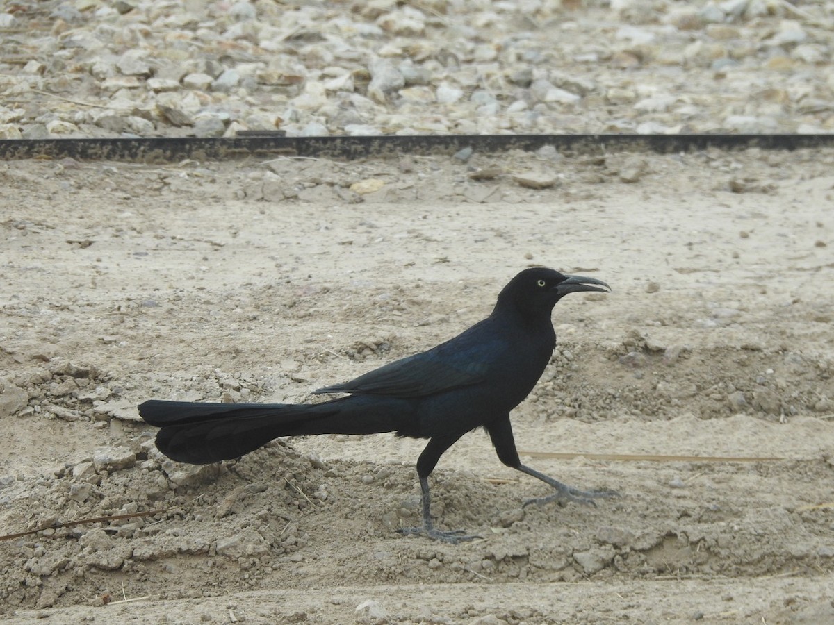 Great-tailed Grackle - ML390537591