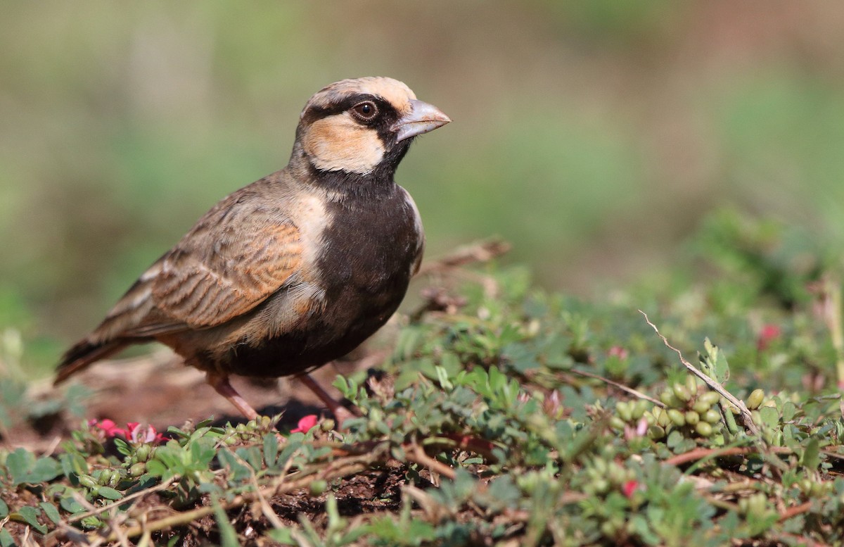 Ashy-crowned Sparrow-Lark - ML390539821