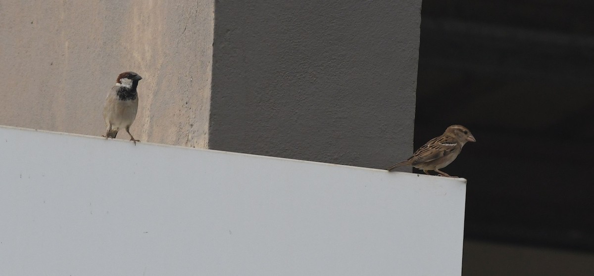 House Sparrow - ML390541081