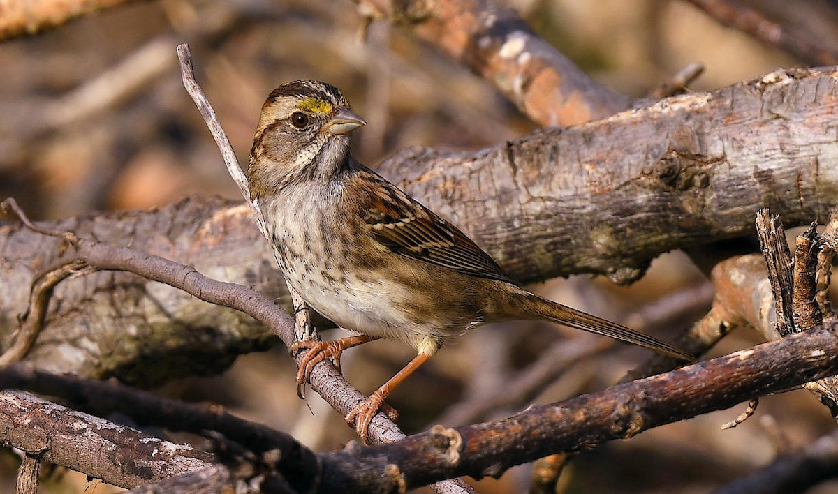 White-throated Sparrow - ML390541321