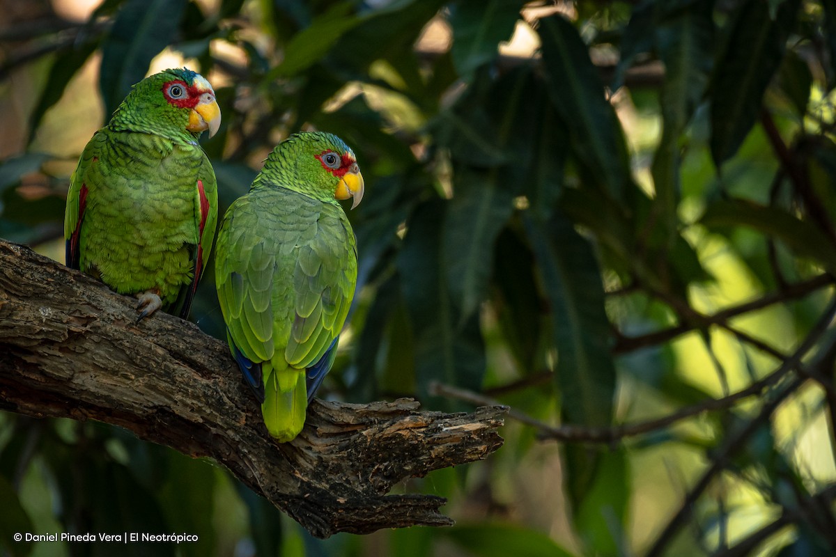 White-fronted Parrot - ML390541841