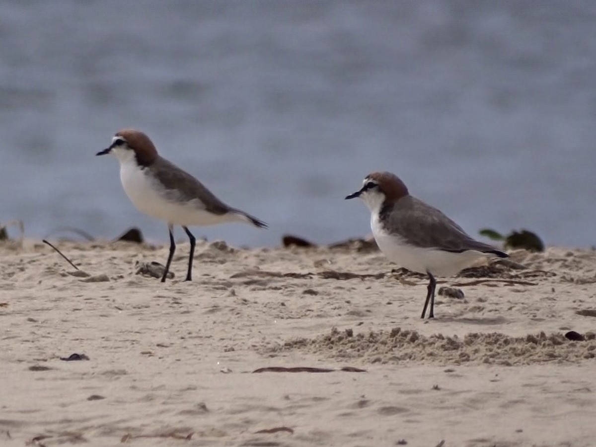 Red-capped Plover - G. Thomas Doerig