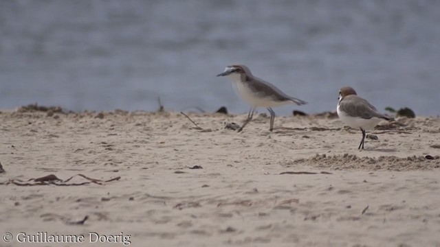Red-capped Plover - ML390546651