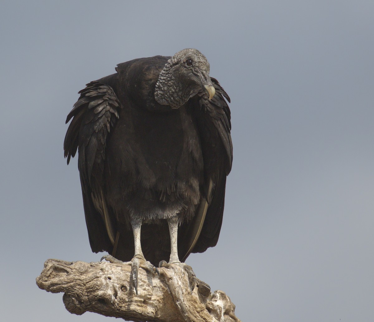 Black Vulture - ML390553451