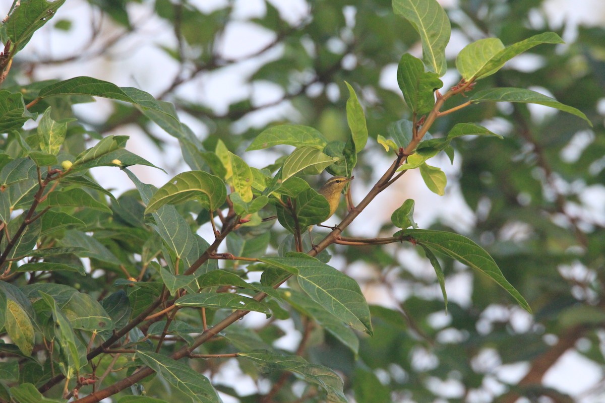 Greenish Warbler - Praveen  Kumar