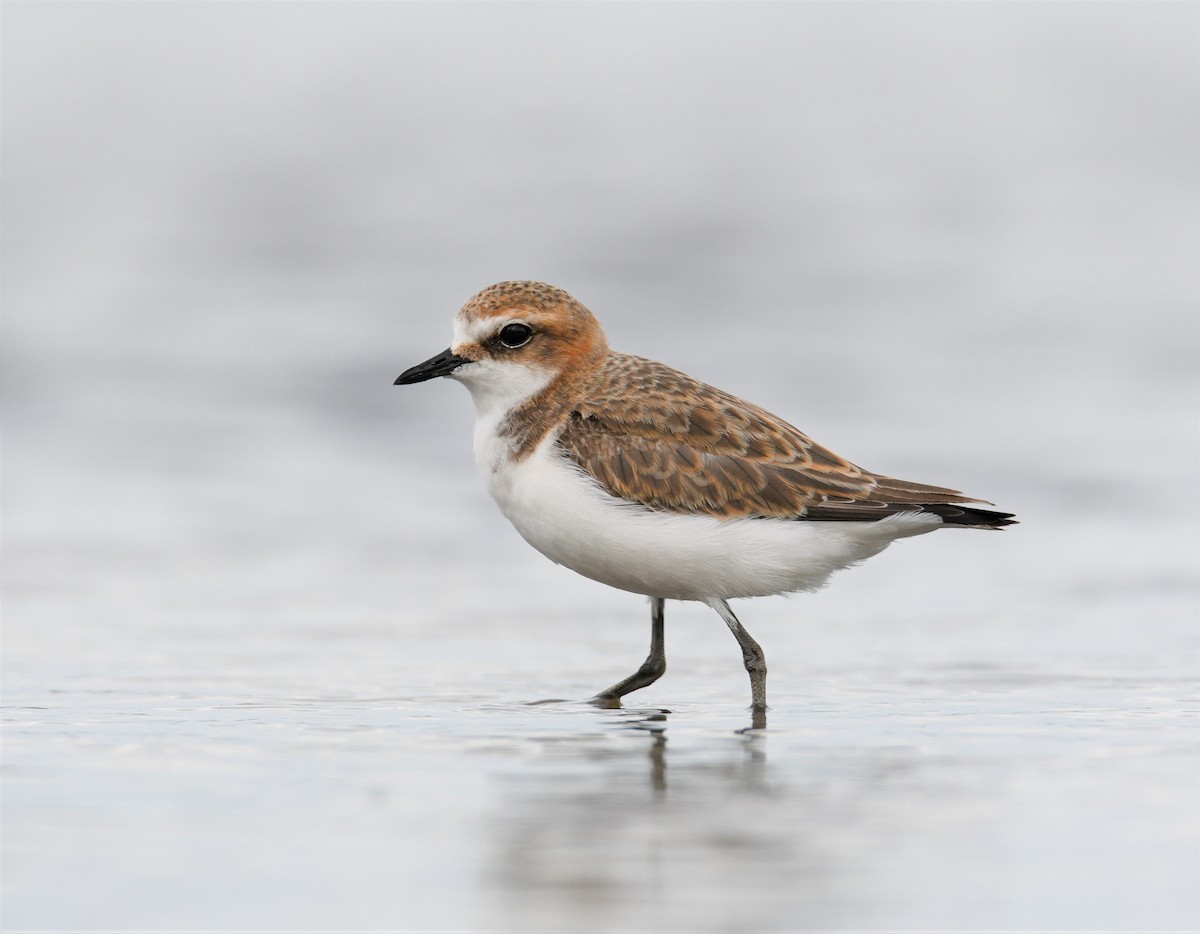 Red-capped Plover - ML390556691
