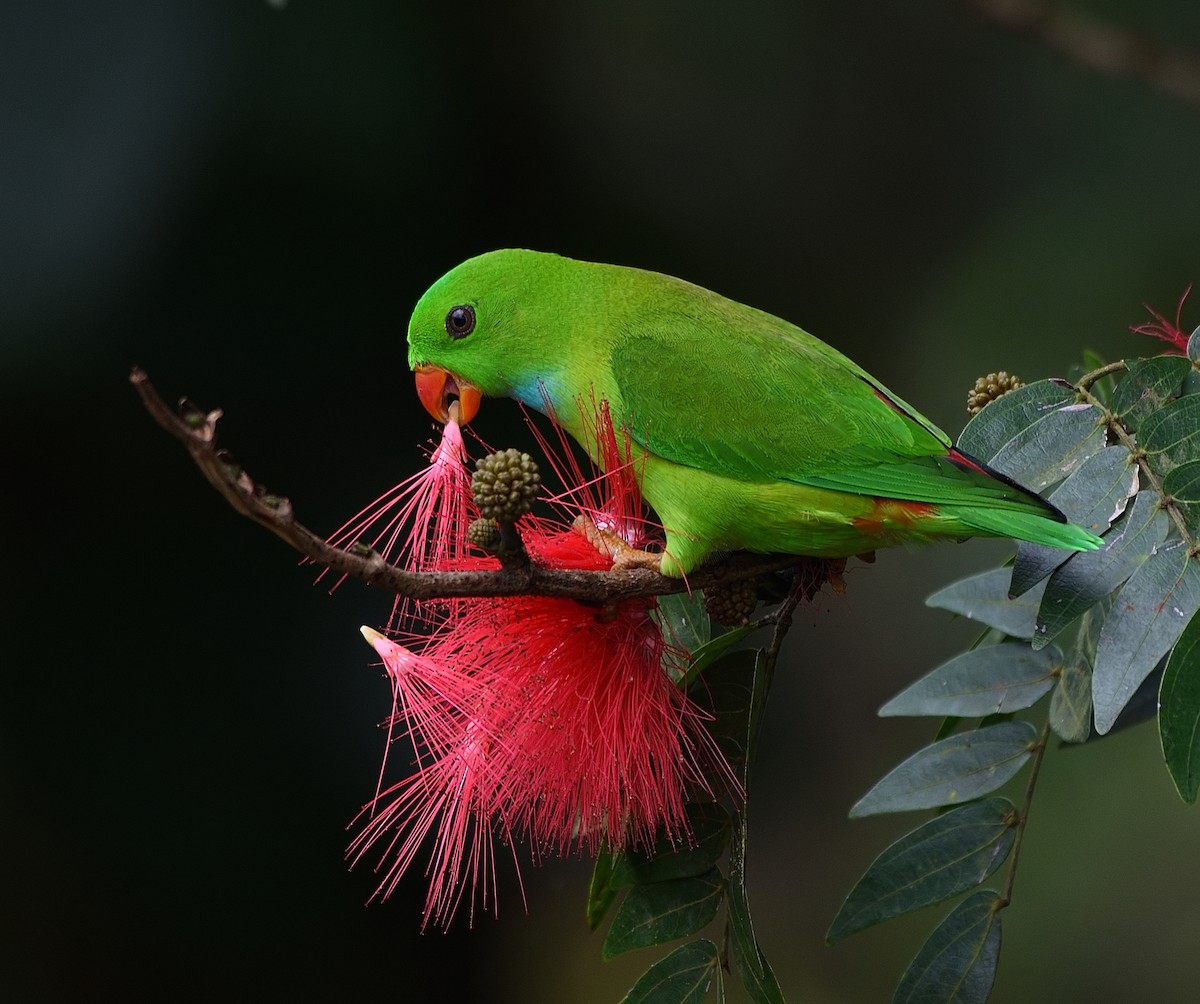 Vernal Hanging-Parrot - Arun Prabhu