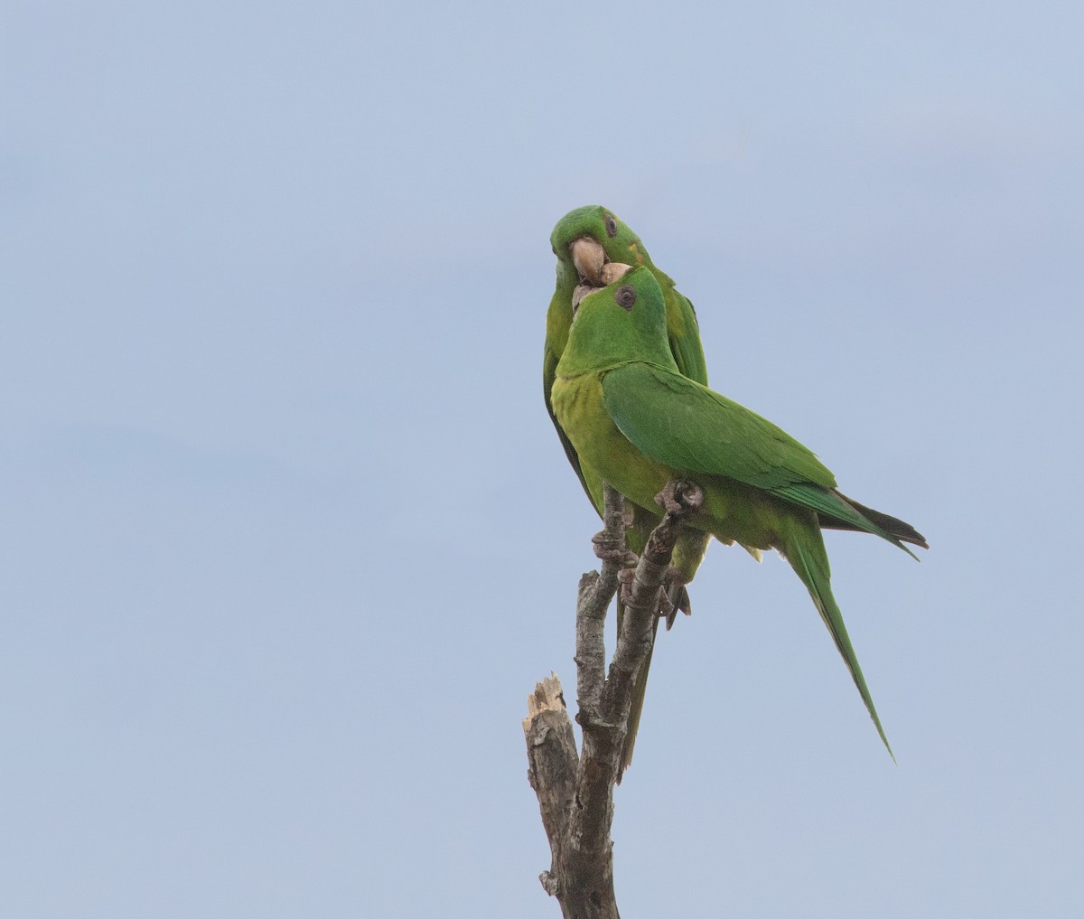 Green Parakeet - Iris Kilpatrick
