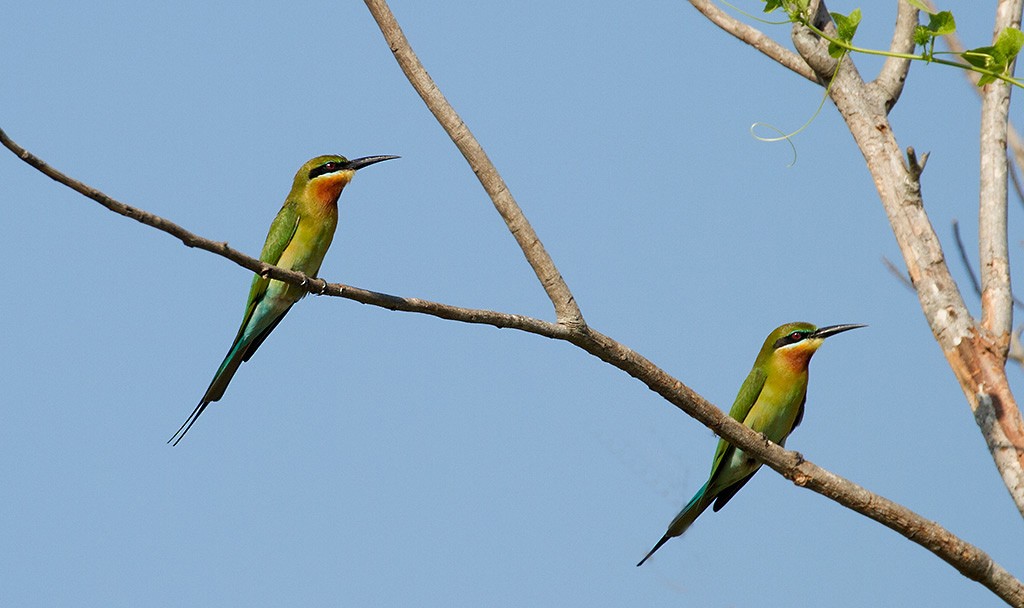 Blue-tailed Bee-eater - Peter Ericsson