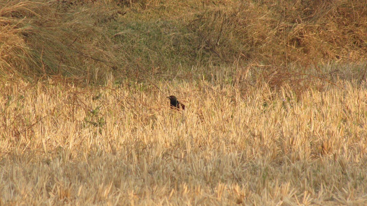 Greater Coucal (Greater) - ML390565601