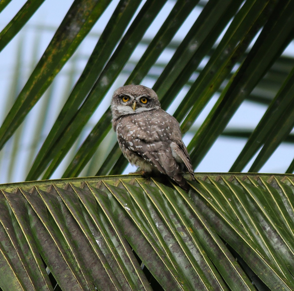 Spotted Owlet - ML390570681