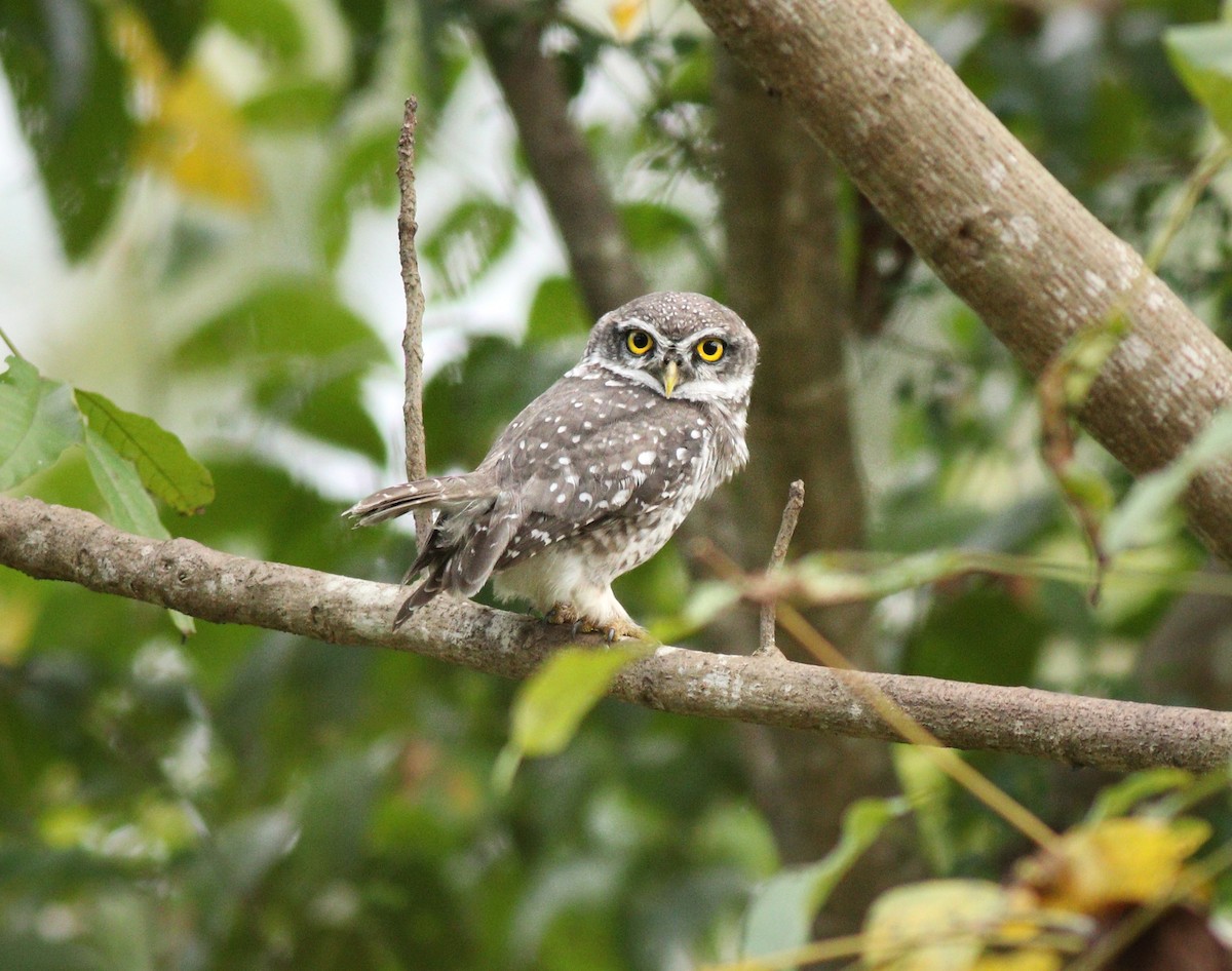 Spotted Owlet - ML390570751
