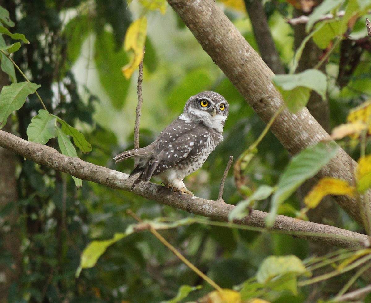 Spotted Owlet - ML390570781