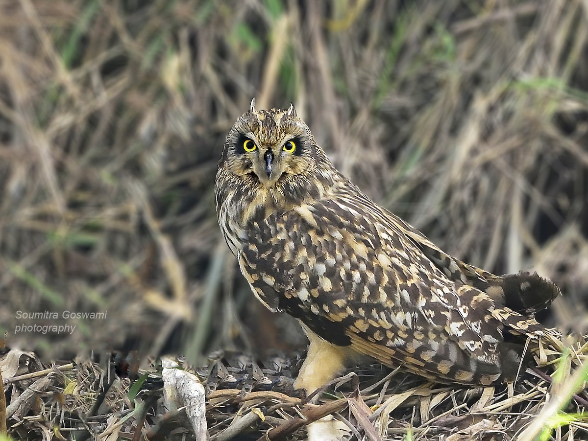 Short-eared Owl - Soumitra Goswami