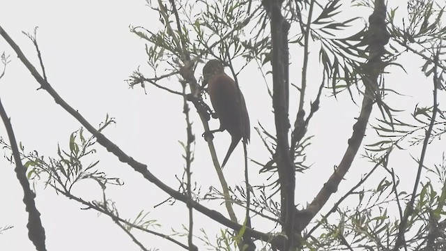 Rufous Woodpecker - ML390575371
