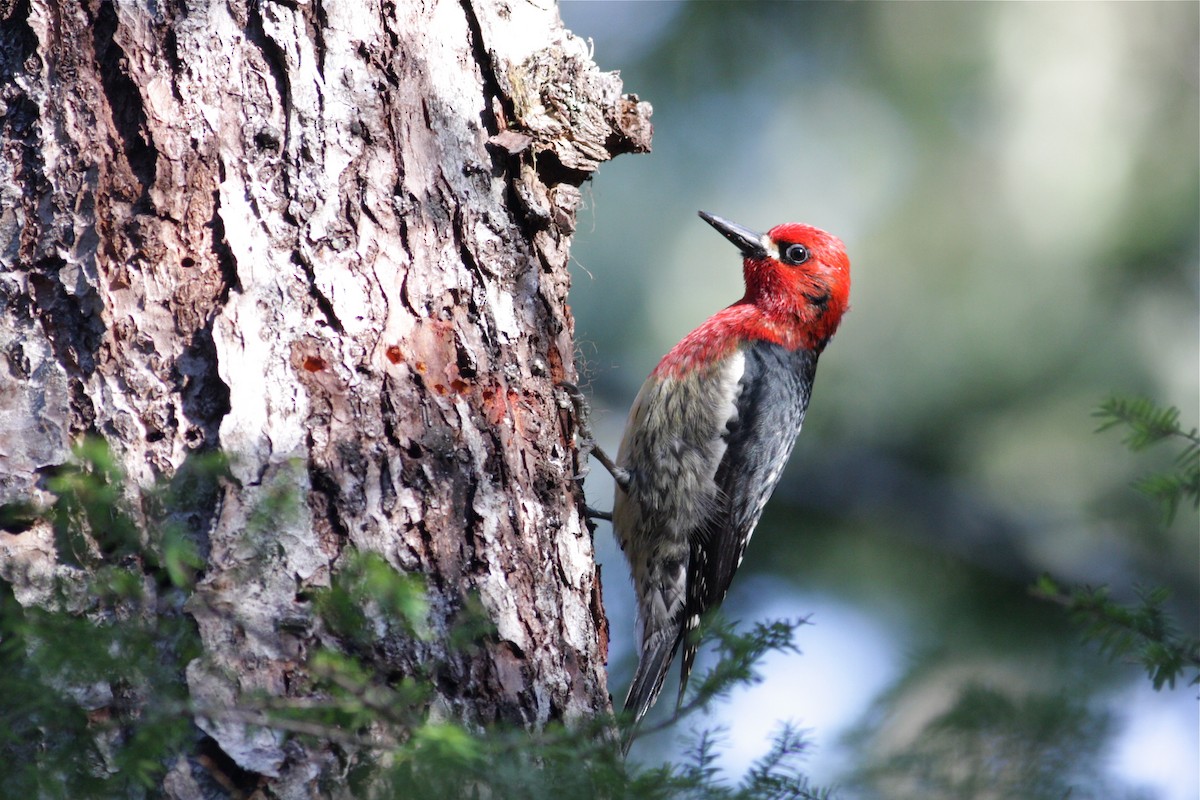Red-breasted Sapsucker - Aaron Marshall