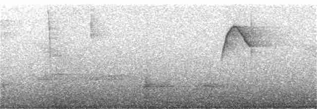 Тиран-крихітка білолобий - ML390579391
