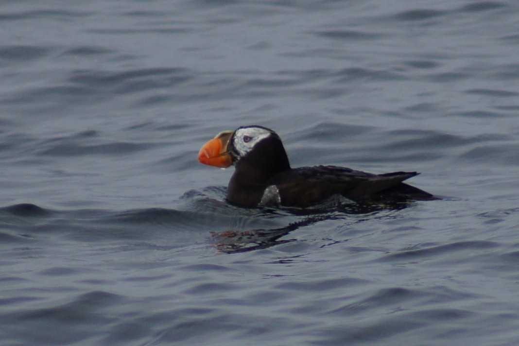 Tufted Puffin - ML390580041