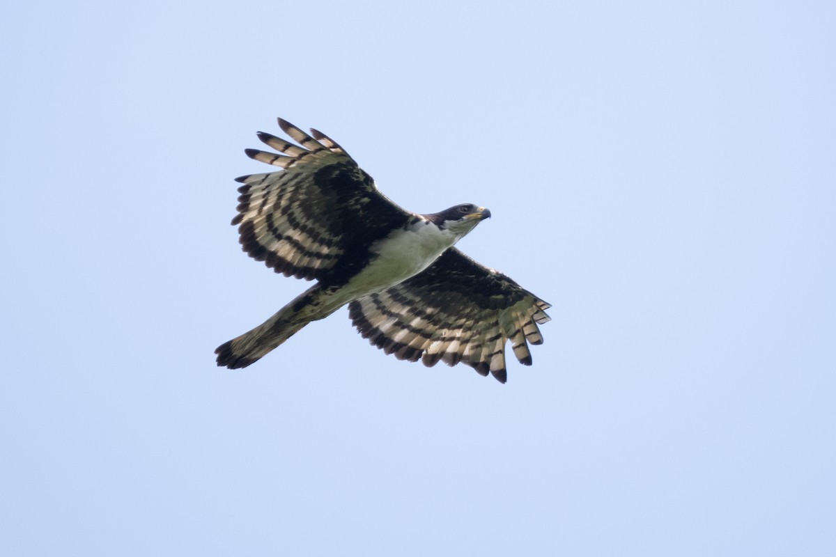 Cassin's Hawk-Eagle - Simon Colenutt