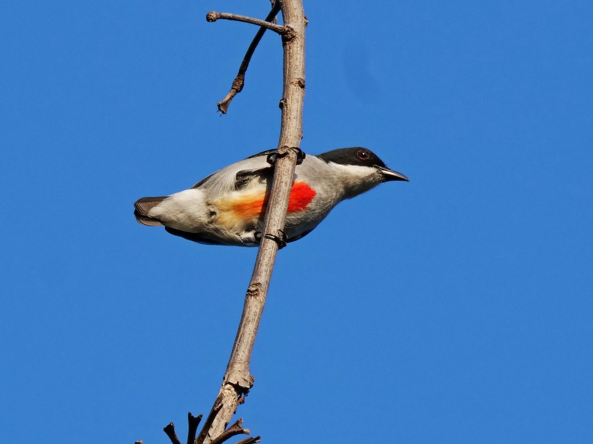 Red-keeled Flowerpecker - ML390582941