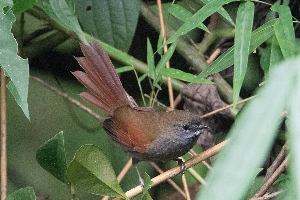 Gray-bellied Spinetail - ML390585641