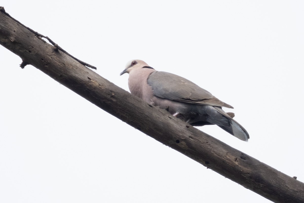 Red-eyed Dove - ML390586011