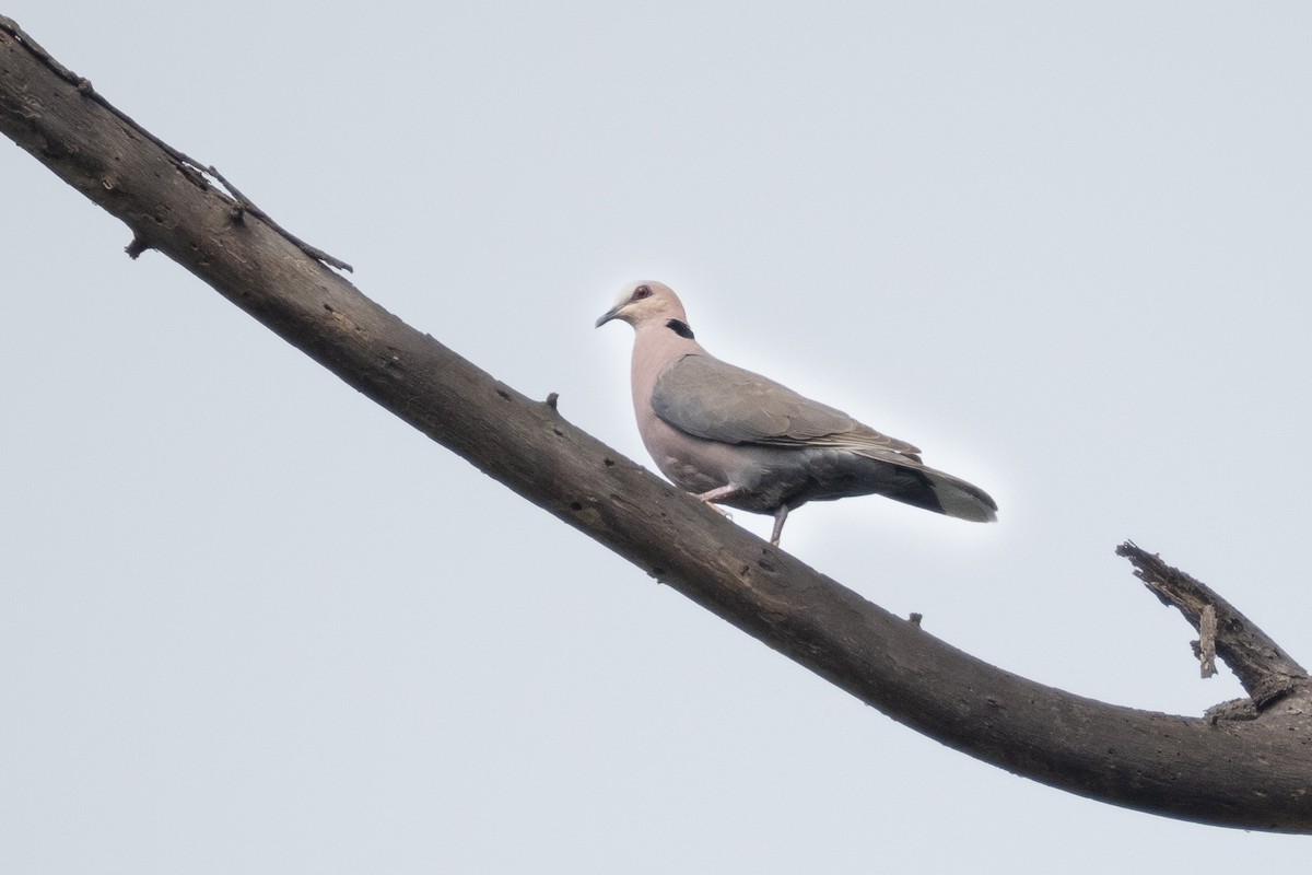 Red-eyed Dove - ML390586021