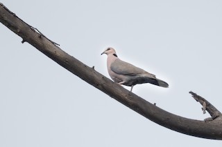 Red-eyed Dove, ML390586021