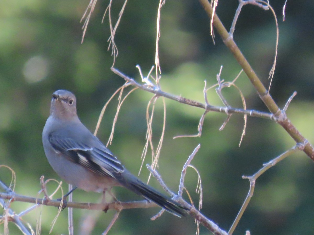 Townsend's Solitaire - ML390586441