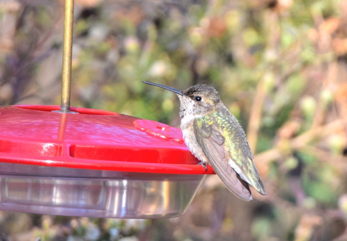 Black-chinned Hummingbird - ML390592731