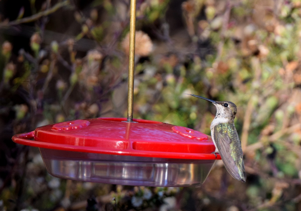 Black-chinned Hummingbird - ML390592741