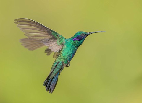 Sparkling violet-ear / Colibri anaïs / Colibri coruscans – Coraves