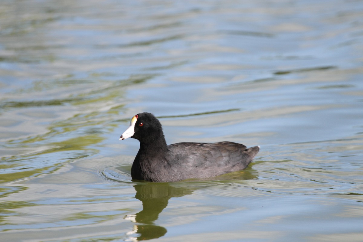 American Coot (Red-shielded) - Murray Gardler