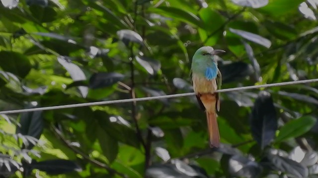 Blue-bearded Bee-eater - ML390604551