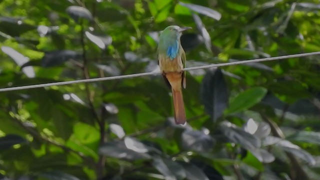Blue-bearded Bee-eater - ML390604601