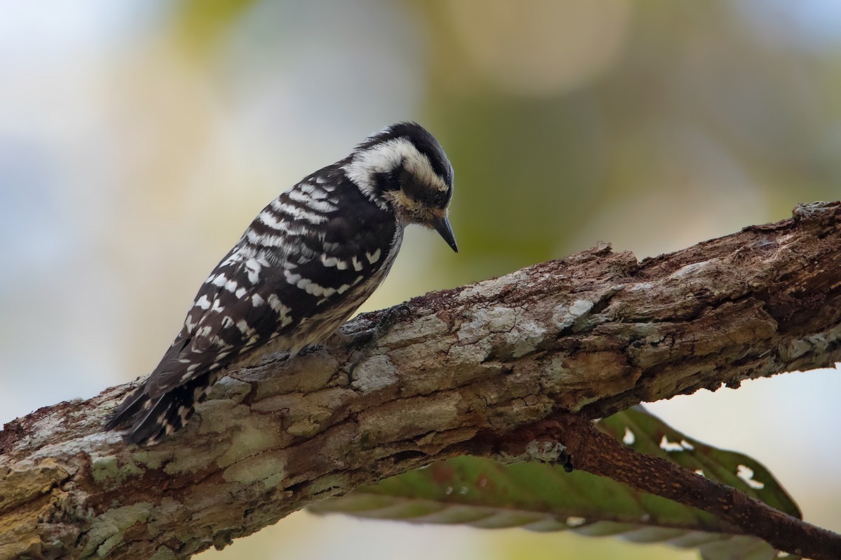 Gray-capped Pygmy Woodpecker - ML390605661