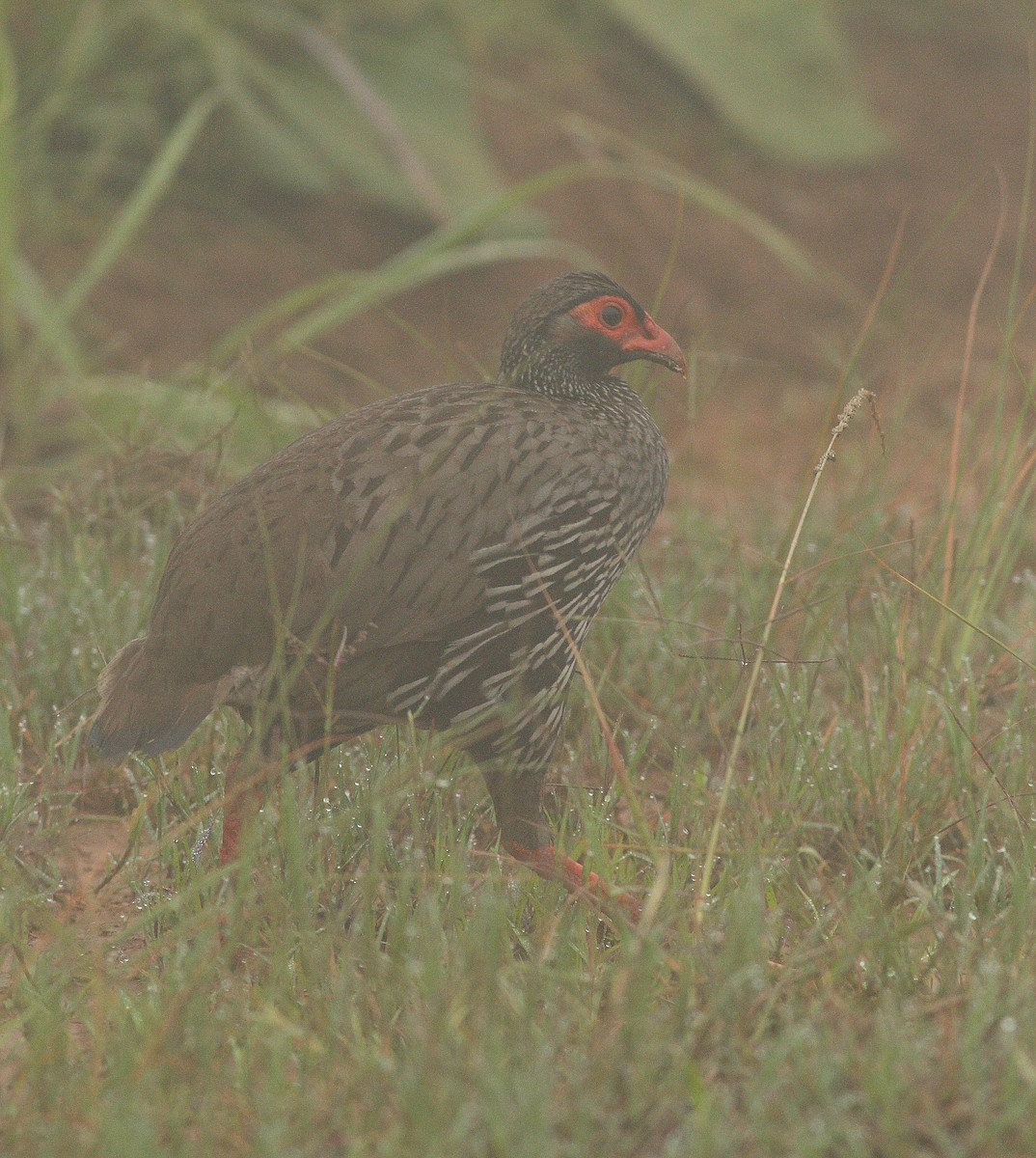 Red-necked Spurfowl (Southern) - ML390606181