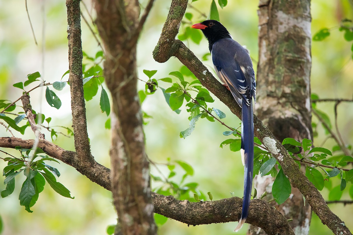 Red-billed Blue-Magpie - Ayuwat Jearwattanakanok