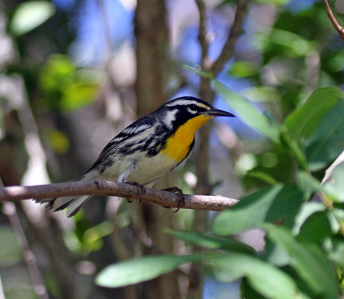 Yellow-throated Warbler - Murray Gardler