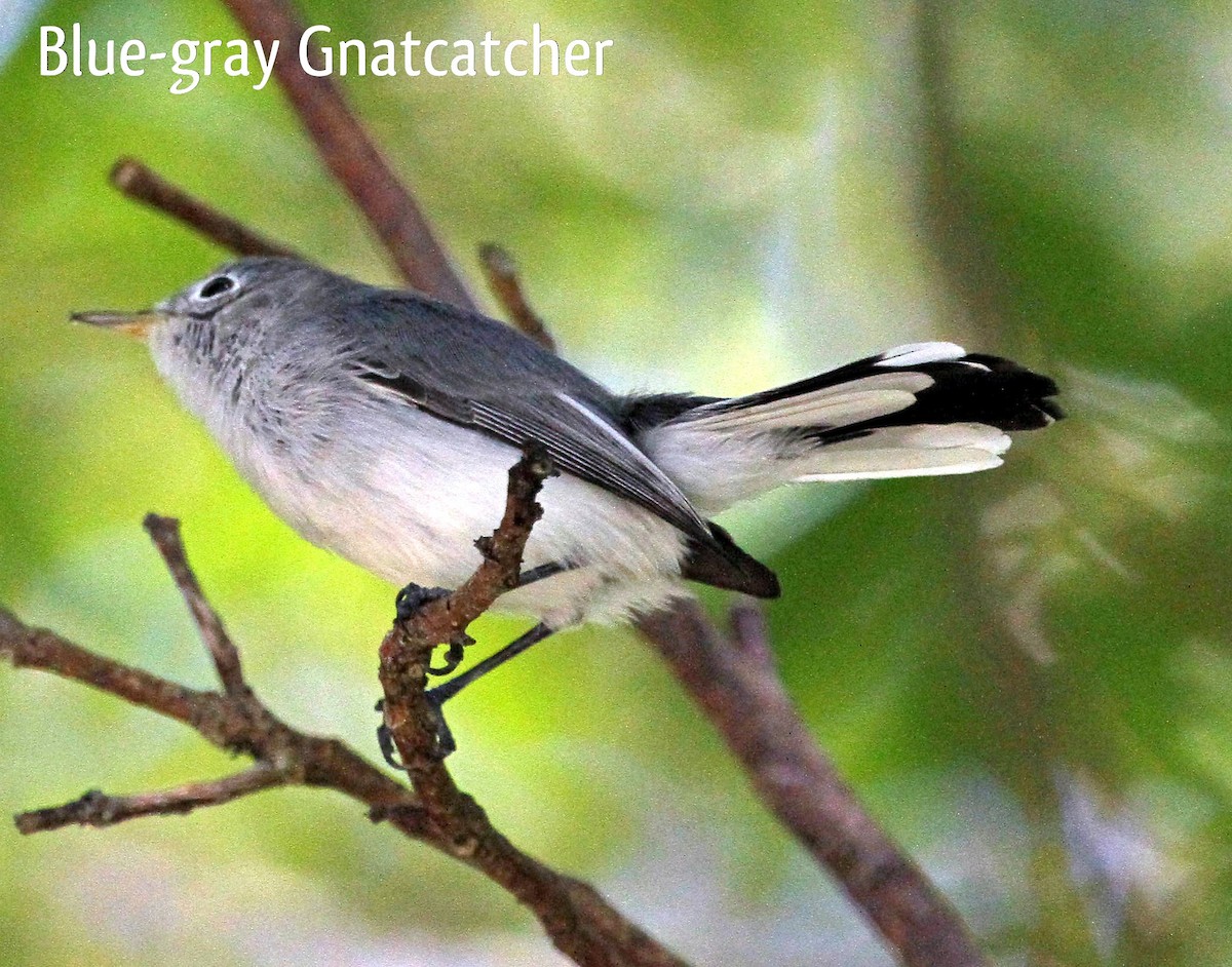 Blue-gray Gnatcatcher - Murray Gardler