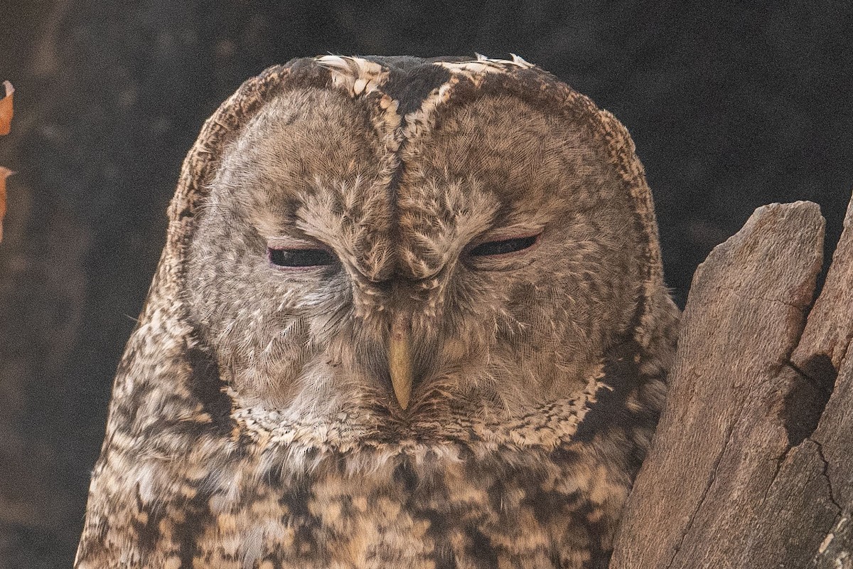 Tawny Owl - ML390621721