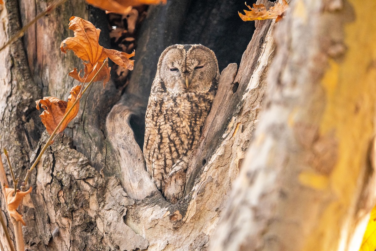 Tawny Owl - ML390621741